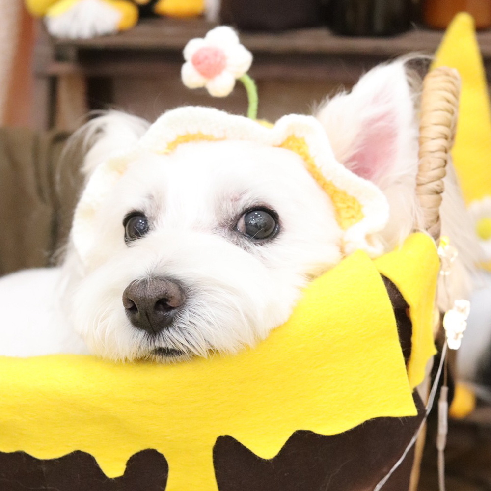 卒業犬ベラちゃんの近況♪